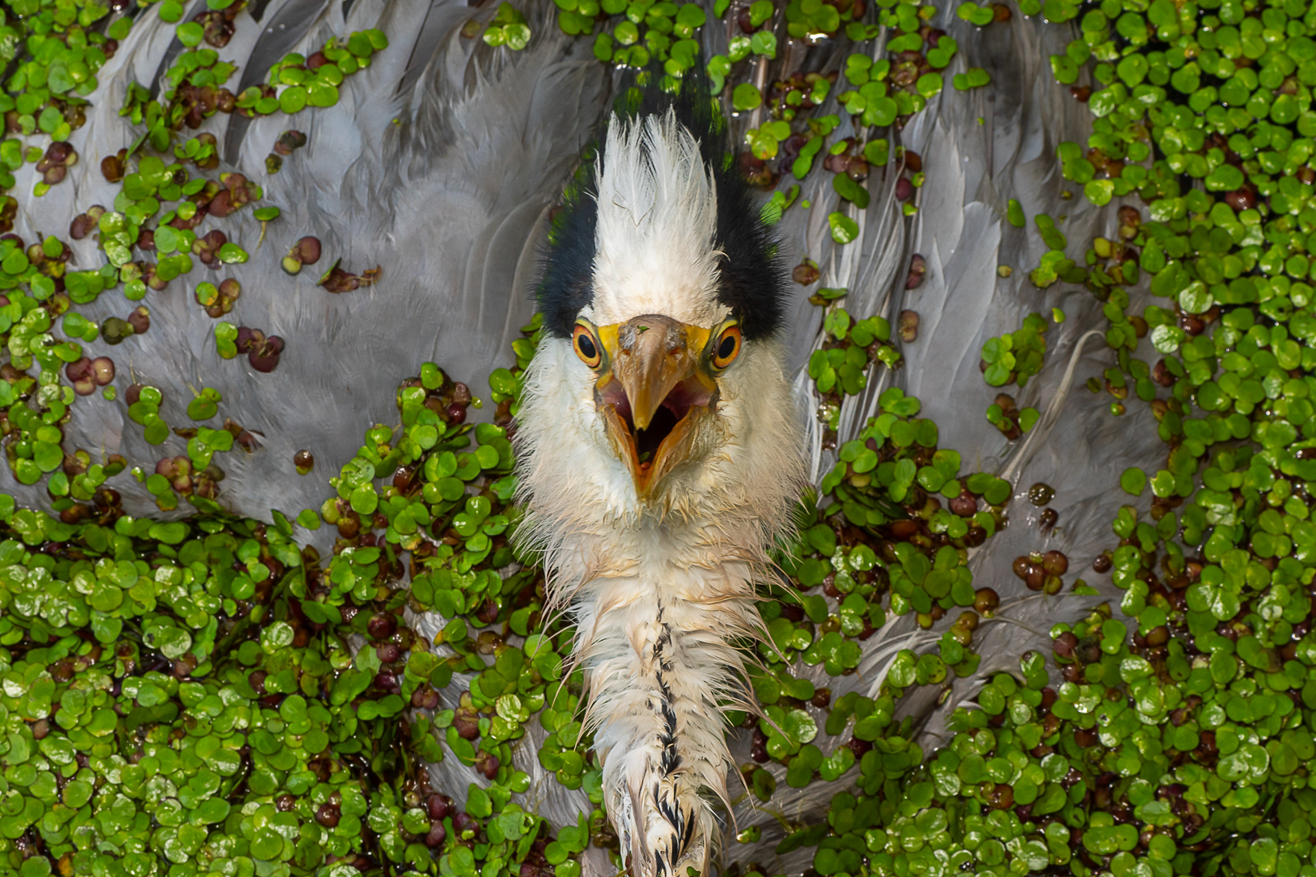 wildportraits-2024